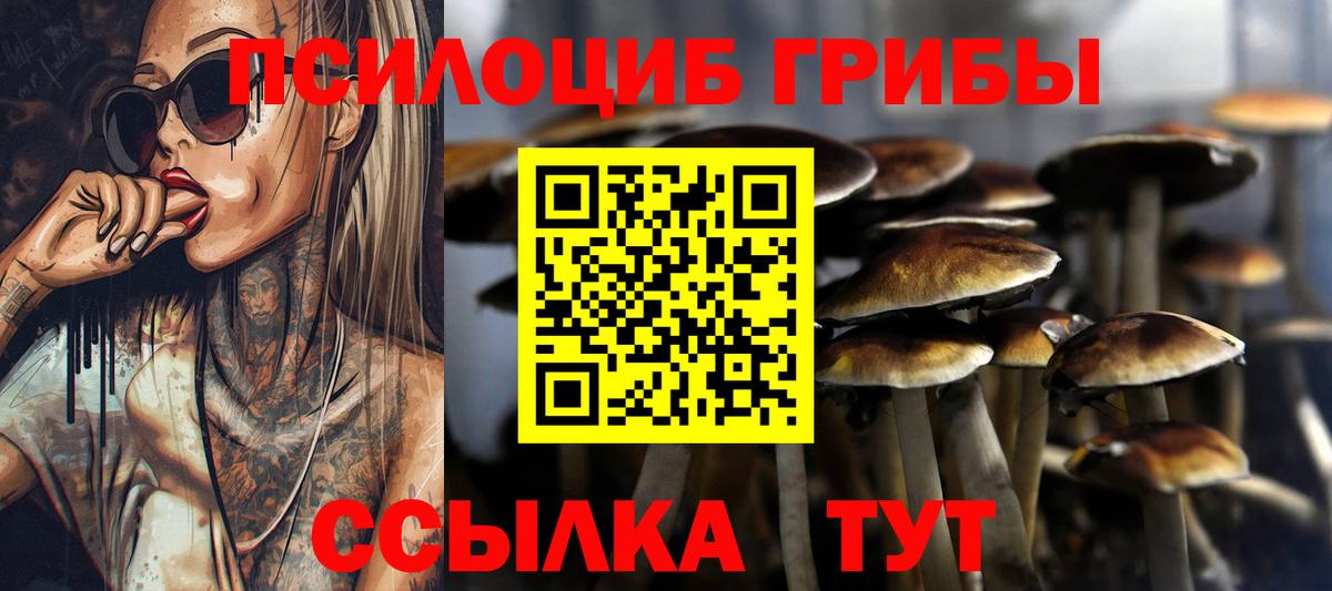 Псилоцибиновые грибы Psilocybine cubensis Новосибирск